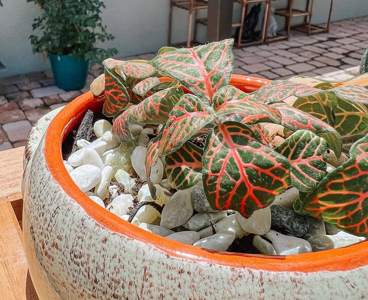 Nerve plant on a patio