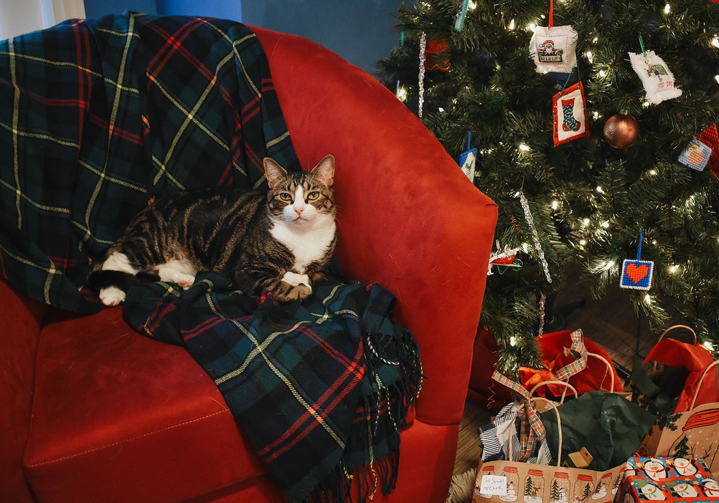 Holiday Gifts for Cats 