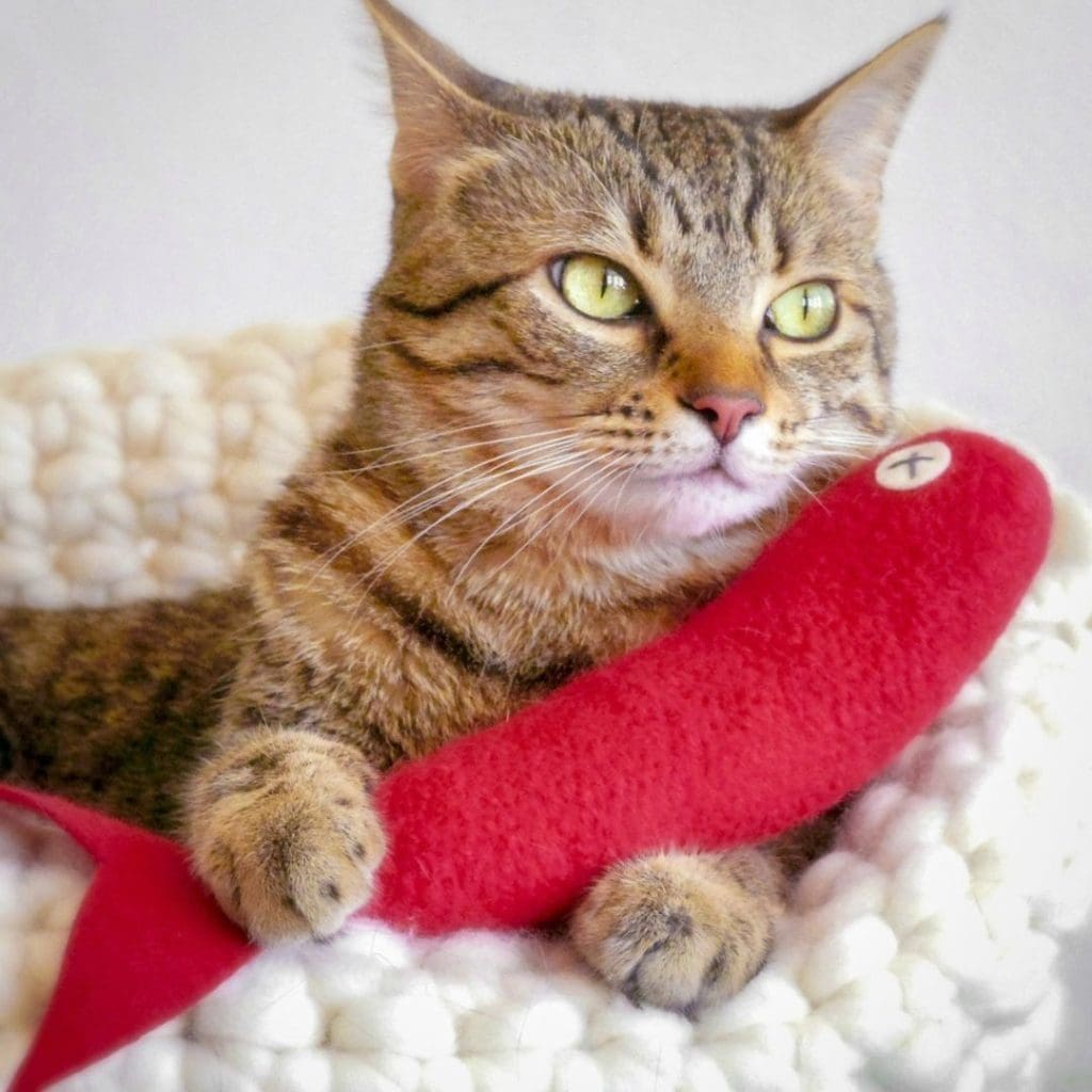 Valentine's Day for Cats: 5 Fun Items to Spoil Your Cat With This Valentine's Day