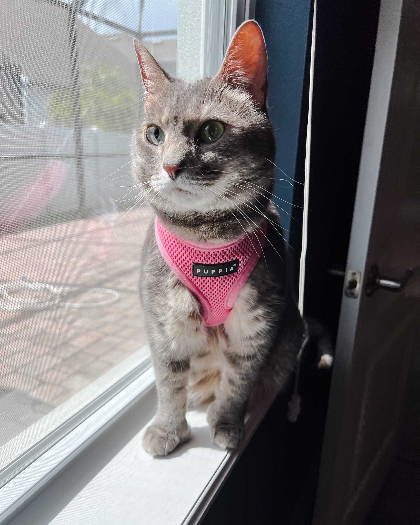 The Best Cat Harness Travel Essentials for Cats 8