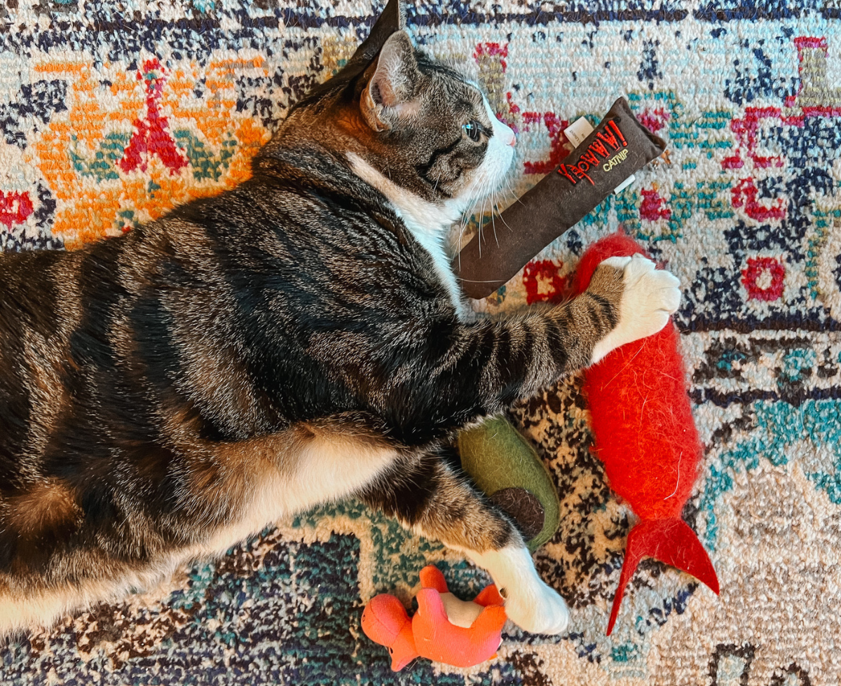 Why Do Cats Like Catnip?: FAQ About Cats and Catnip