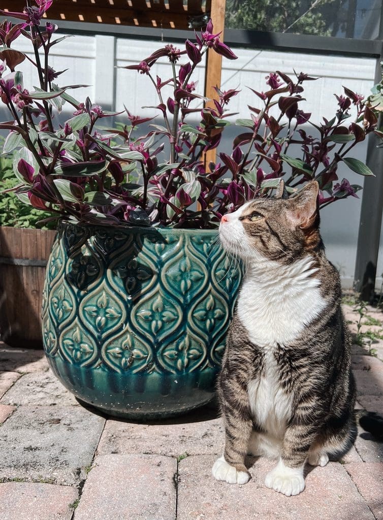 Polydactyl Cats: Fun Facts About Cats with Extra Toes