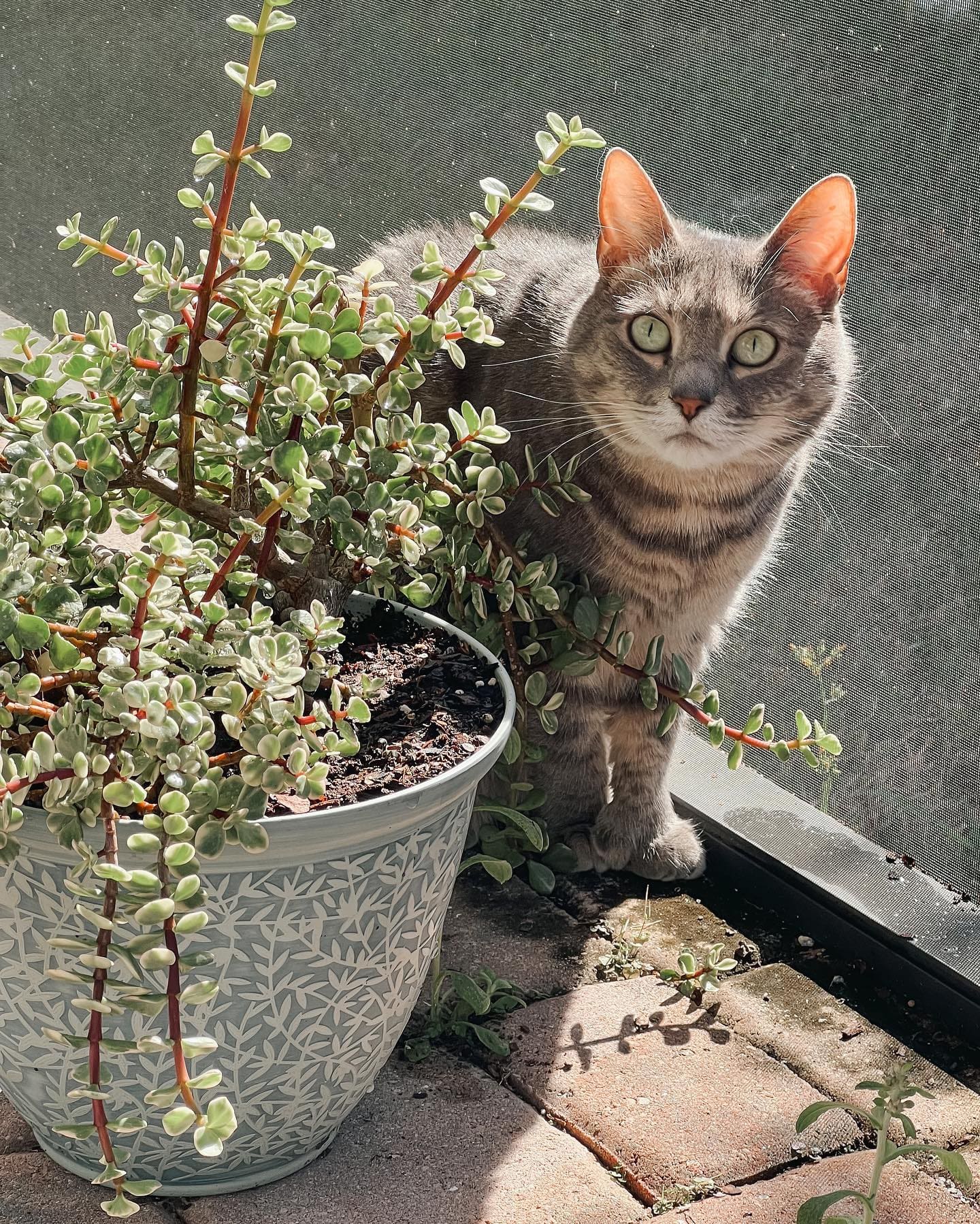 The Best Catio Ideas for Happy Safe Indoor Cats This Summer 2 - Cats & Coffee Cat lounging in personalized catio balcony setup on screened patio