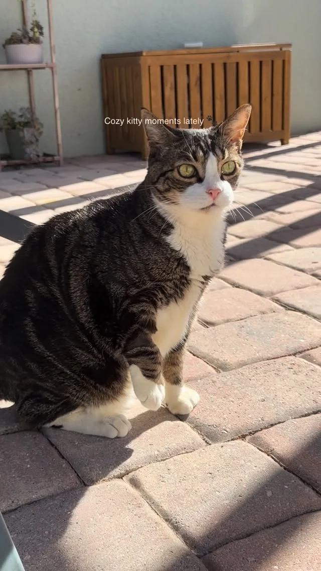 Cozy kitty moments lately 🐾  three happy cats living their best lives