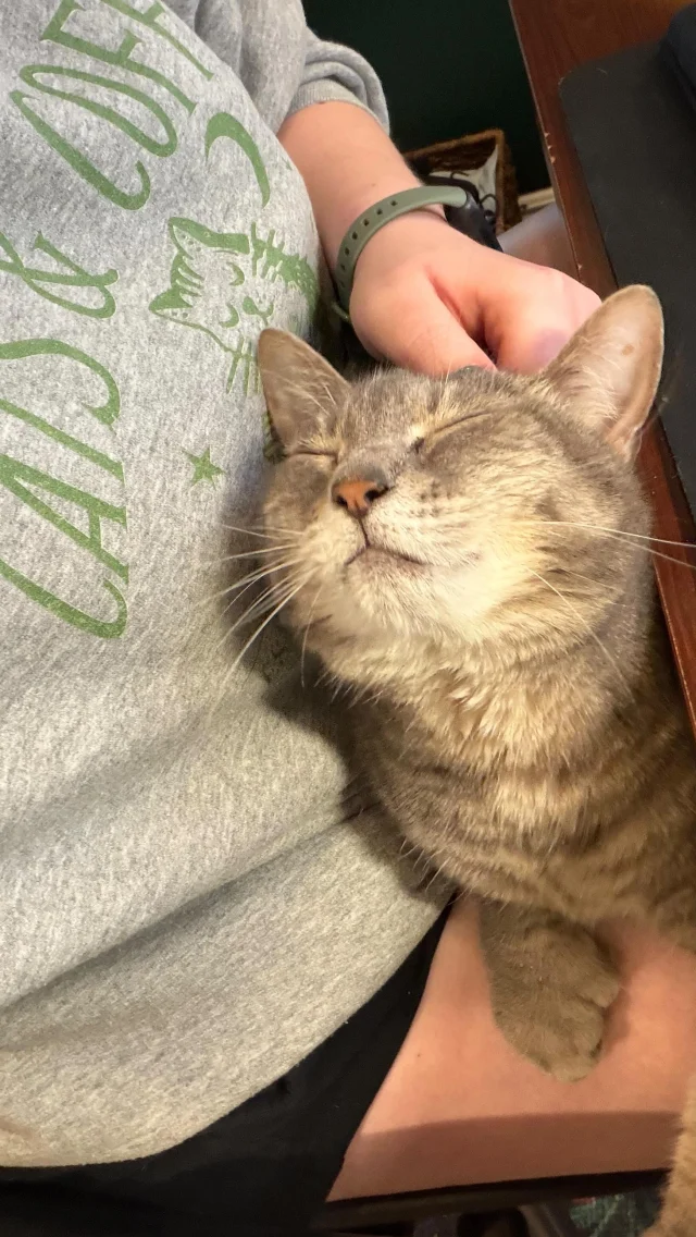 Some cozy cuddles and kitten mittens with Olivia 💚🐾