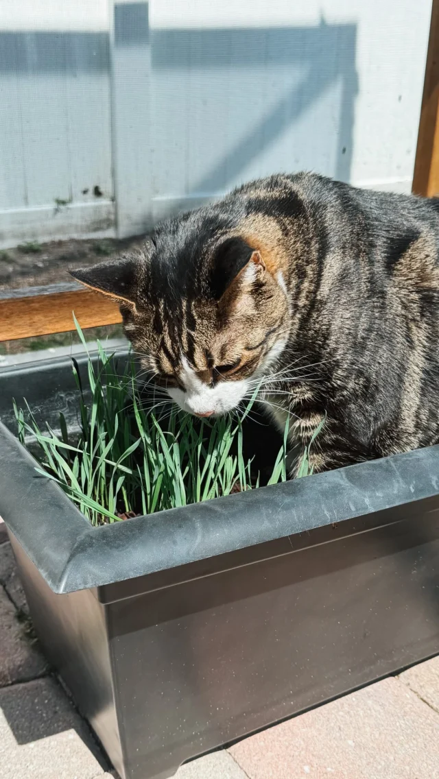 Watch my cats realize they have fresh cat grass 🍃✨😹

I put extra cat grass seeds from a little planter set I had in this big planter with some catnip seeds and spinach seeds (Olivia’s favorite) and the cat grass is by far the quickest to grow. I did have to get the dirt off Louis before he came inside today 😹

Want to try this with your cats? 🍃🐾☀️ Comment CAT and I’ll DM you my cat garden guide, with the cat grass seeds I used and some other handy seed packs and supplies for kitties!