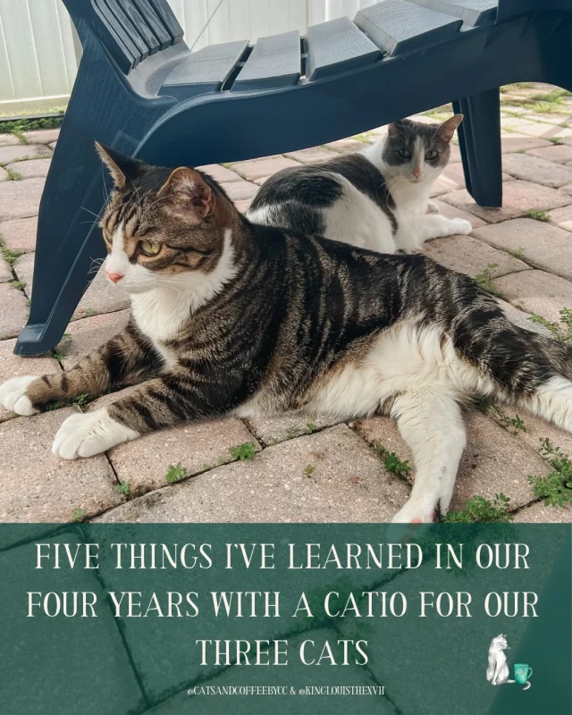 5 things I’ve learned from my years of catio time 😻☀️🐾⁠
⁠
Some things I picked up the hard way (Louis trying to scale the screen from day one — fun fact: you can buy really good screen patch kits online). ⁠
⁠
Some I figured out before we set up (the pavers in summer — they get even hotter than I anticipated). ⁠
⁠
And some that surprised me — like how much quiet bonding time happens out there. Mine end up curled by my chair while I read or they follow me around while I water my plants. It has become one of my favorite routines of the day.⁠
⁠
If you’re thinking about setting up a catio, the full guide is on the blog — everything from heat safety and what to include to fun cat garden ideas. Comment CATIO and I’ll send you the link! 🐾